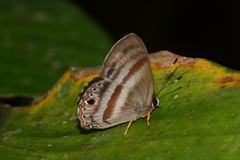 Euselasia melaphaea