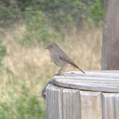 Phoenicurus ochruros