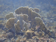 Millepora complanata