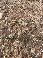 Eriogonum hookeri