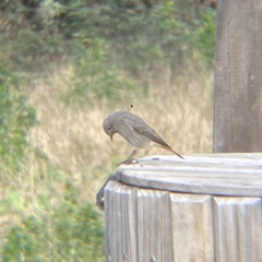 Phoenicurus ochruros