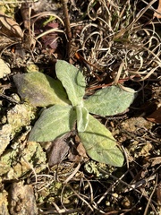 Antennaria plantaginifolia