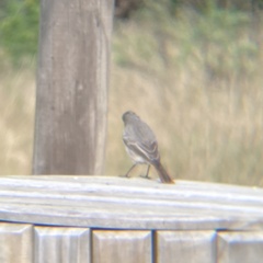 Phoenicurus ochruros