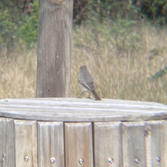 Phoenicurus ochruros