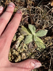 Antennaria plantaginifolia