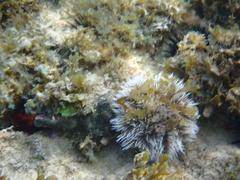 Tripneustes ventricosus