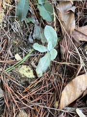 Antennaria plantaginifolia