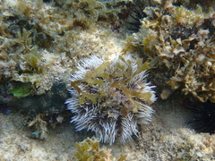 Tripneustes ventricosus