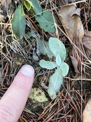Antennaria plantaginifolia