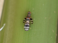 Ulidiidae