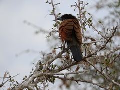 Centropus superciliosus burchellii