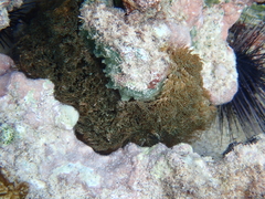 Lebrunia neglecta