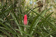 Quesnelia quesneliana