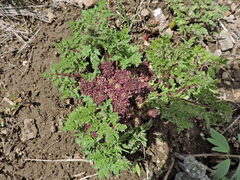 Lomatium multifidum