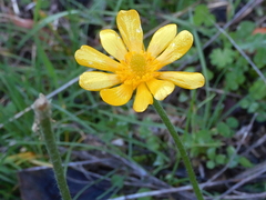 Ranunculus bullatus