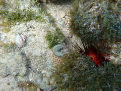 Hermodice carunculata