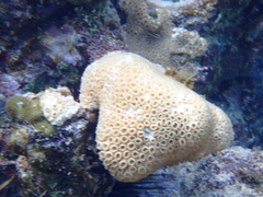 Palythoa caribaeorum