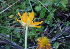 Ranunculus bullatus
