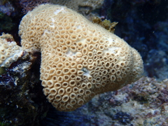 Palythoa caribaeorum