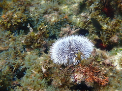 Tripneustes ventricosus