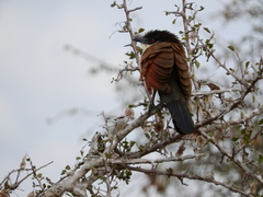 Centropus superciliosus burchellii