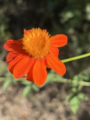 Adenophyllum aurantium