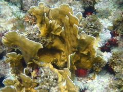 Millepora complanata