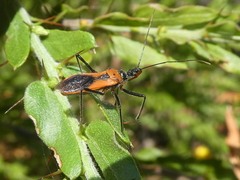 Gminatus