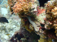 Hermodice carunculata