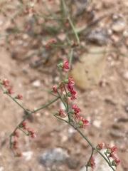 Eriogonum hookeri