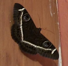 Cyligramma latona