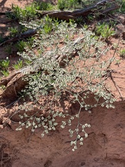 Eriogonum cernuum