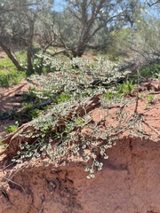 Eriogonum cernuum