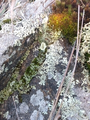 Cladonia fimbriata