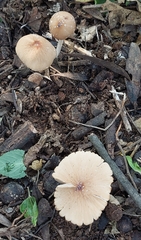Candolleomyces candolleanus