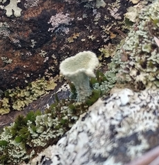 Cladonia fimbriata