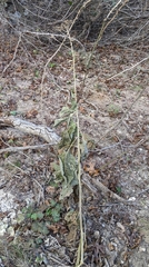 Verbesina virginica