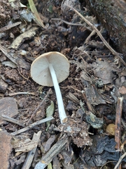 Candolleomyces candolleanus