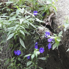Achimenes cettoana