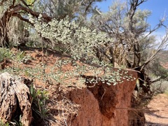 Eriogonum cernuum