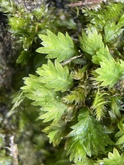 Fissidens bryoides