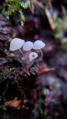 Hemimycena lactea