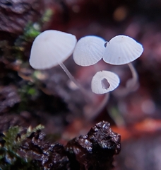 Hemimycena lactea