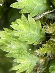 Fissidens bryoides
