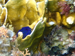 Microspathodon chrysurus