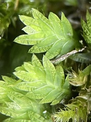 Fissidens bryoides