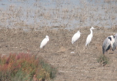 Egretta eulophotes