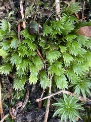 Fissidens bryoides
