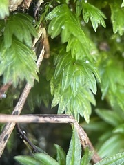 Fissidens bryoides