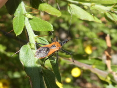 Gminatus